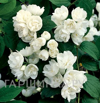 Чубушник Каролинка