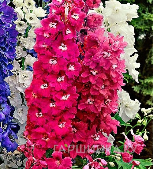 Дельфиниум высокий Мэджик Фаунтейн Ред (сер.Волшебный фонтан) Красный