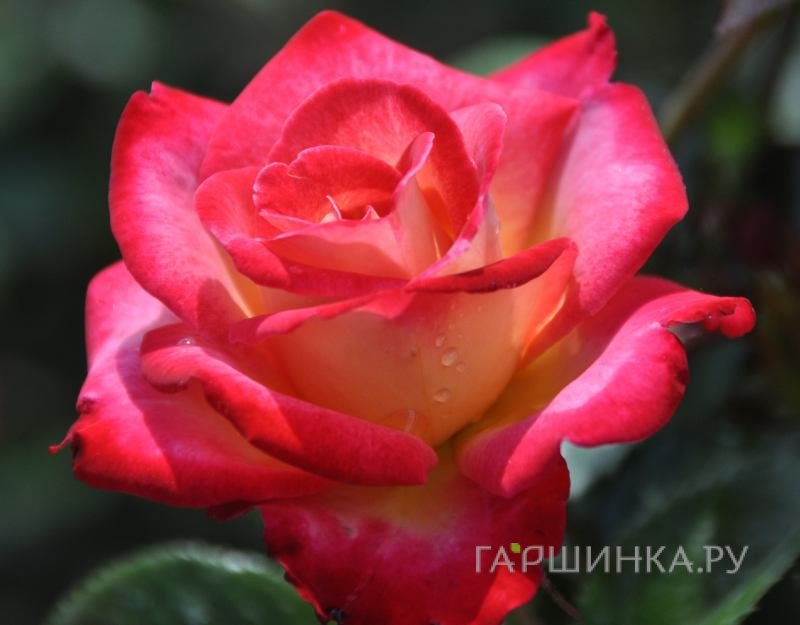 Роза Дик Кларк, Викс (лиц)