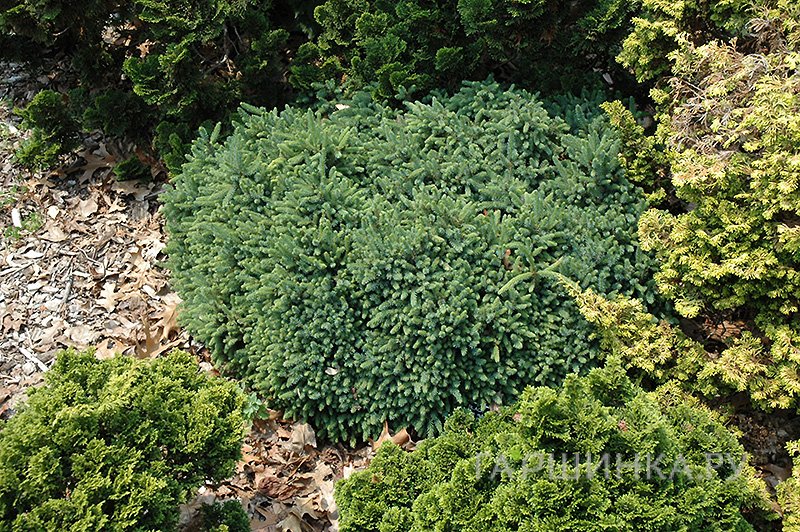 Ель черная Нана