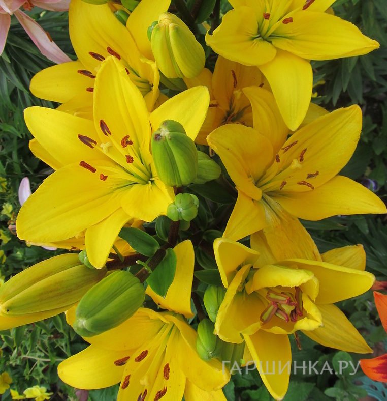 Лилия Эль Диво ЛА-гибрид желтая