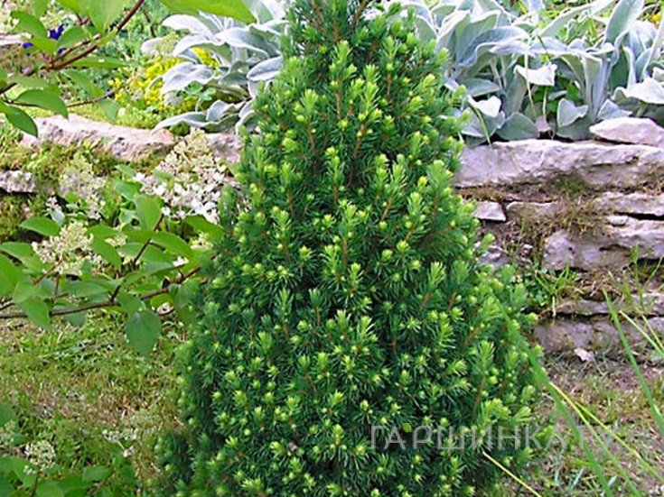 Ель Цукерхут канадская