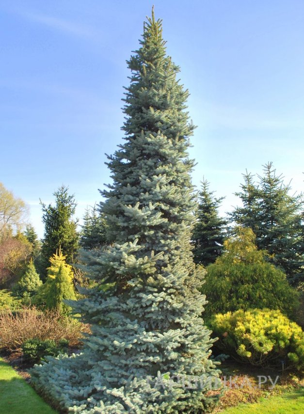 Ель колючая Олденбург голубая