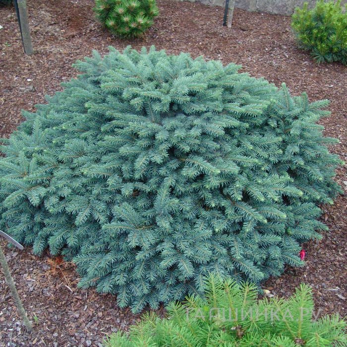 Ель колючая Соня