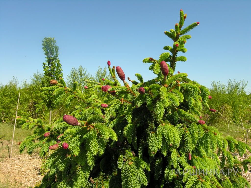 Ель обыкновенная Акрокона