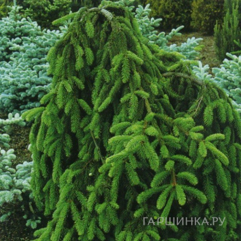 Ель обыкновенная Инверса