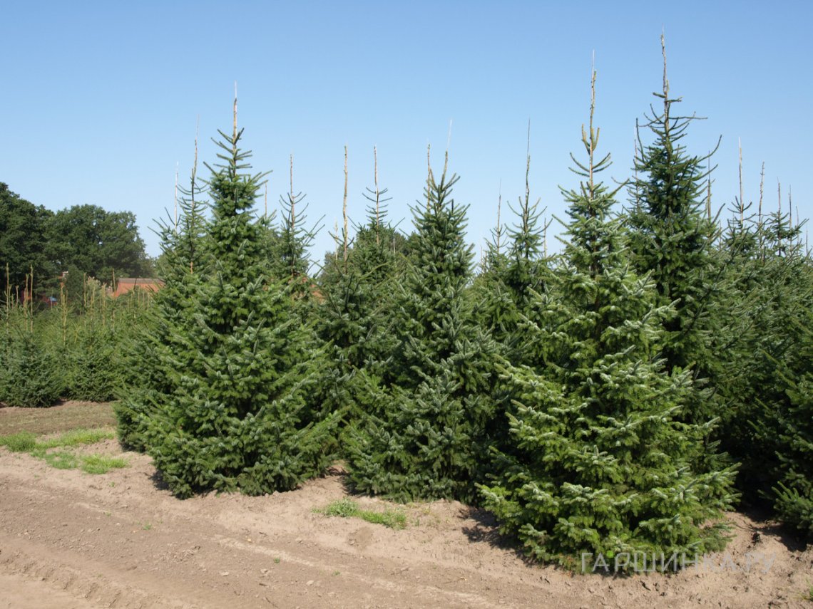 Ель сербская