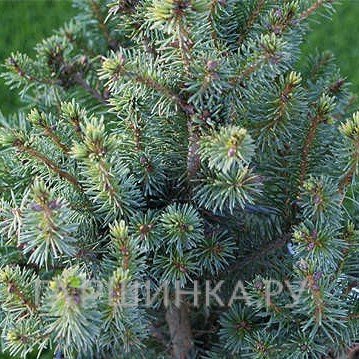 Ель Софроника