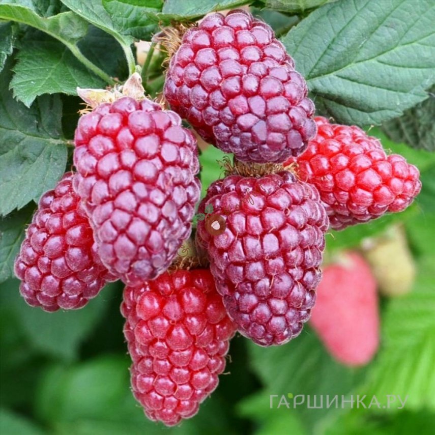 Ежемалина Букингем Тайбери