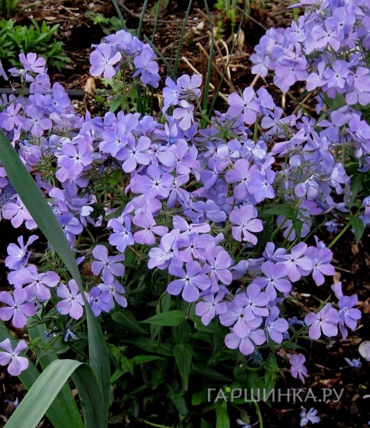 Флокс Блу Мун растопыренный