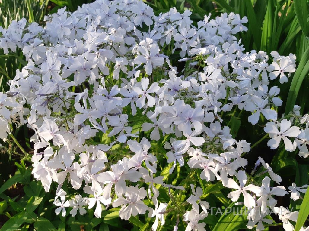 Флокс Мэй Бриз растопыренный