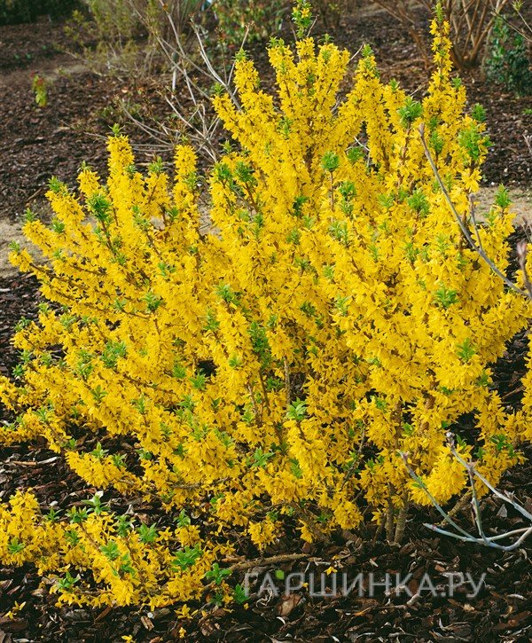 Форзиция Микадор