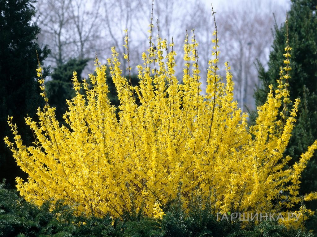 Форзиция Уикэнд