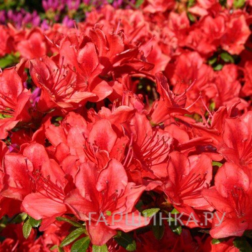 Рододендрон Фридолин тупой