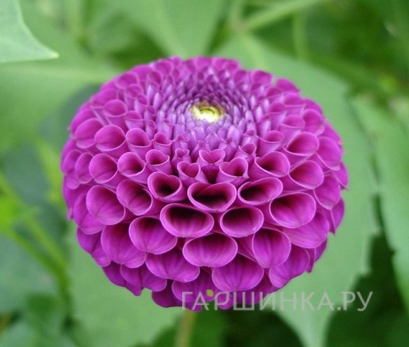 Георгина Франц Кафка помпонная