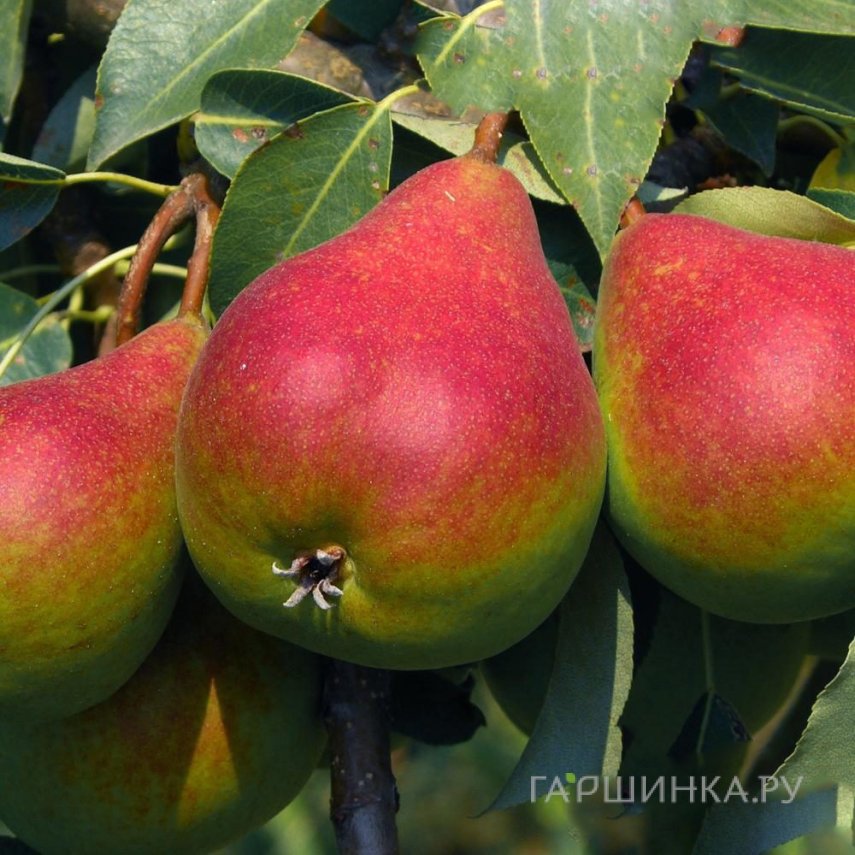 Груша Отраденская