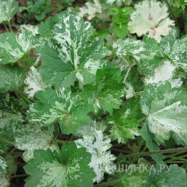 Гейхера Дью Дропс