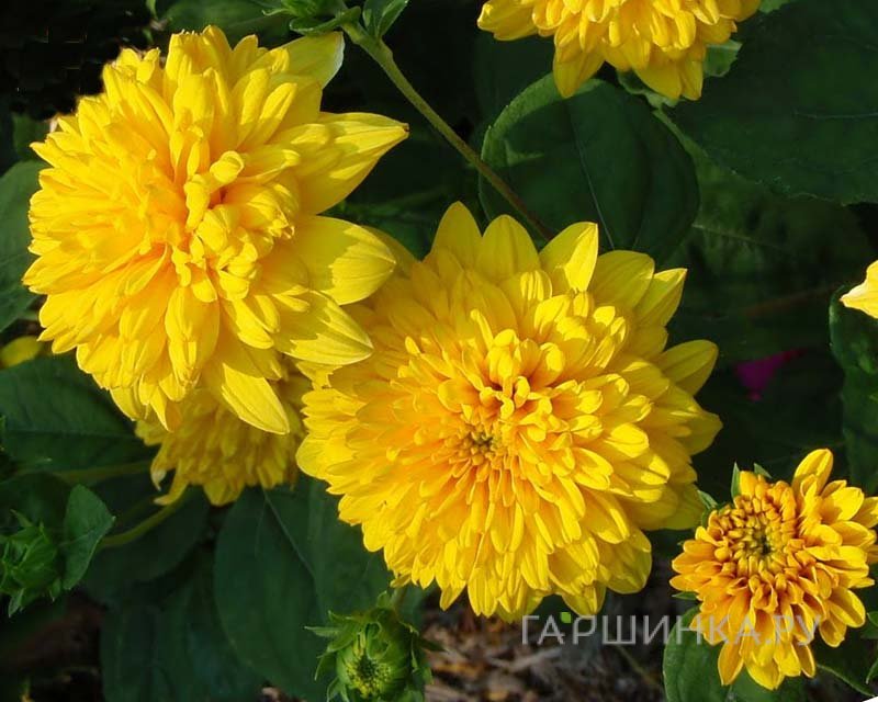 Гелиантус (подсолнечник) Лоддон Голд