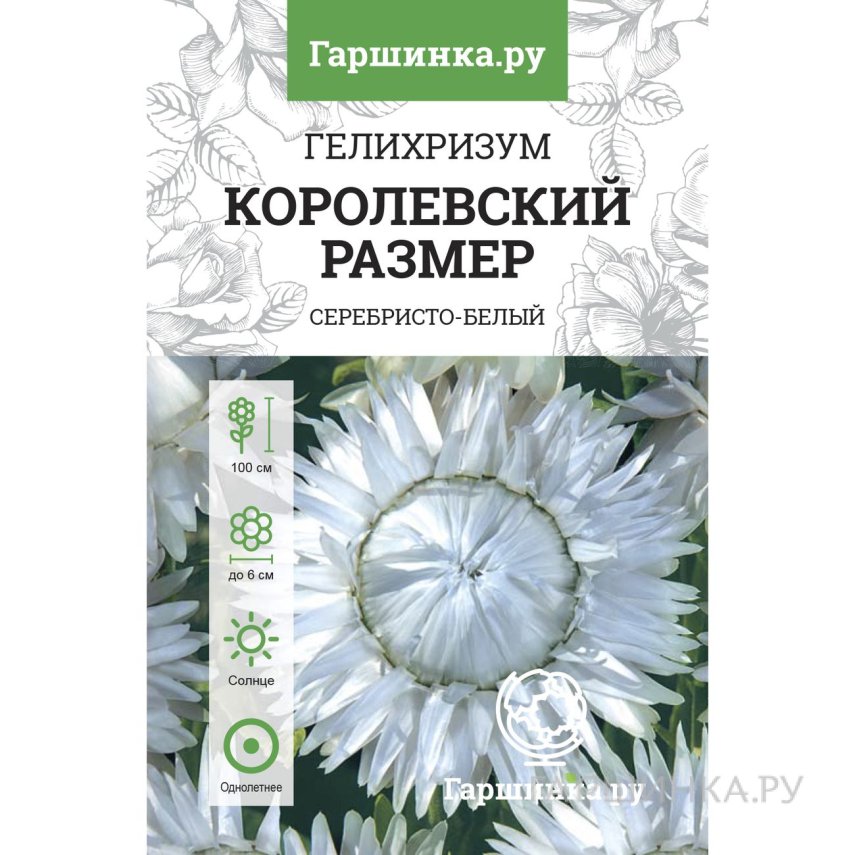 Гелихризум Королевский размер серебристо-белый