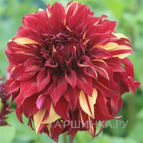 Георгина Богемиан Спартакус (МАКСИ) декоративная