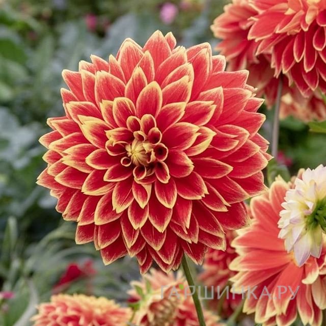 Георгина Дач Карнавал декоративная