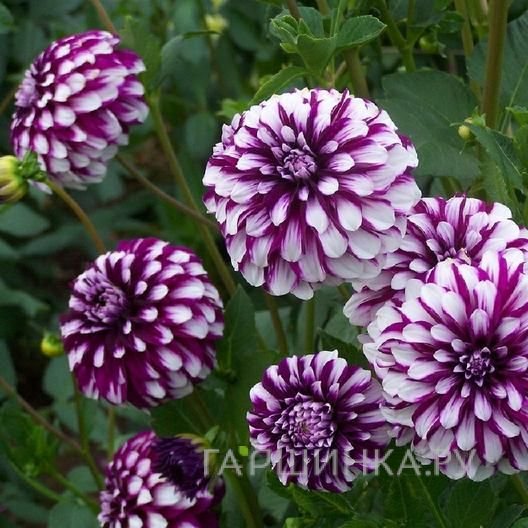 Георгина Эдинбург декоративная