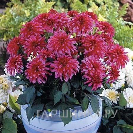 Георгина Геллери Арт Нуво бордюрная