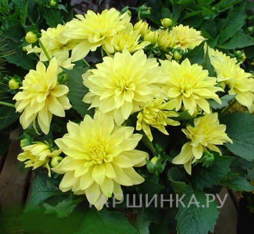 Георгина Геллери Пинто бордюрная