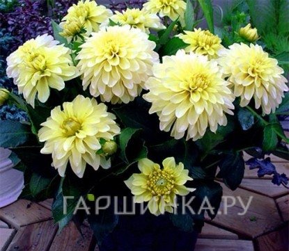 Георгина Геллери Серенада бордюрная