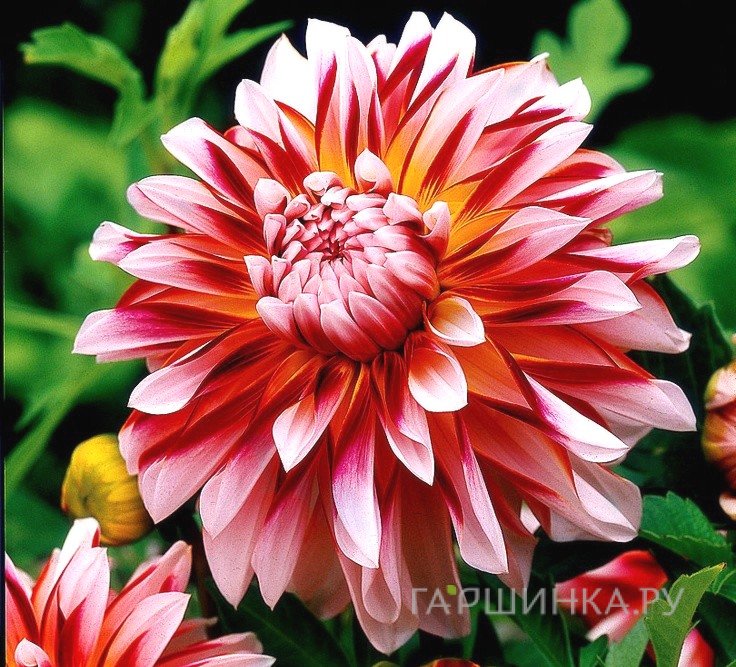 Георгина Карибиан Фэнтези декоративная