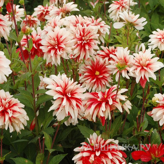 Георгина Кэтчинг Фаер декоративная