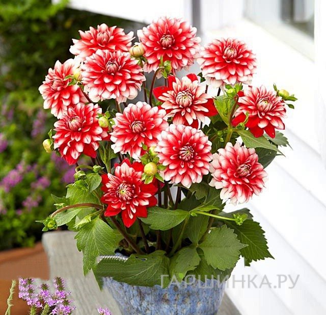 Георгина Ларрис Лав бордюрная