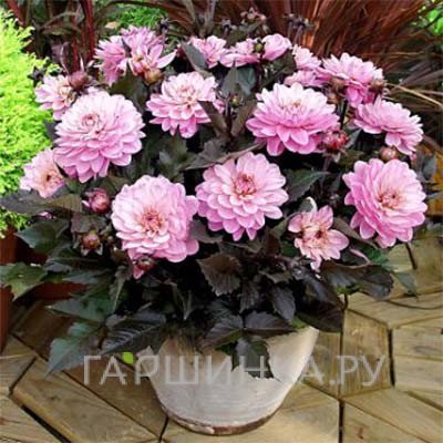 Георгина Мелоди Хармони бордюрная