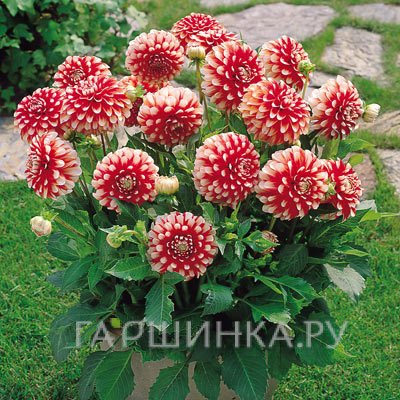 Георгина Мюзет бордюрная