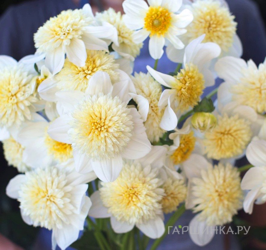Георгина Платинум Блонд анемоновидная