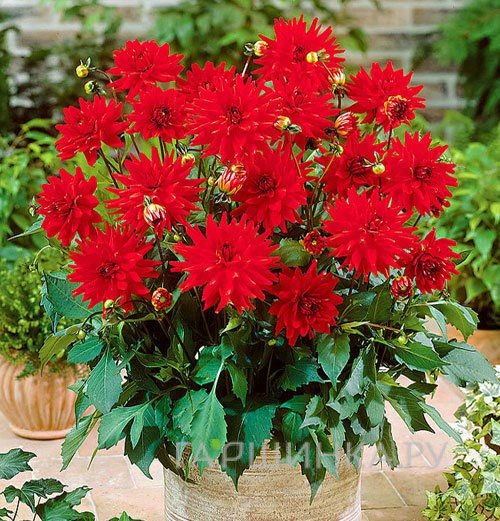 Георгина Ред Пигми бордюрная