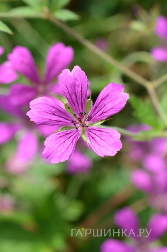 Герань садовая А.Т. Джонсон