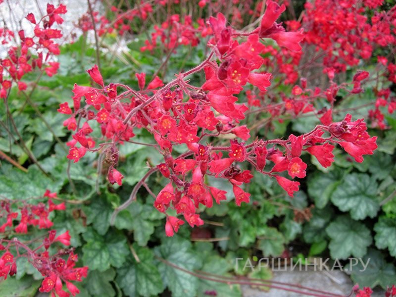 Гейхера Лючкафер