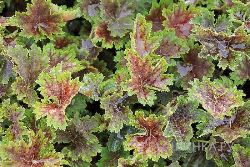 Гейхера Марвелос Марбл