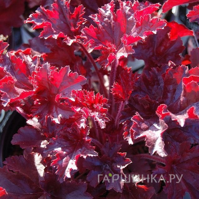 Гейхера Мелтин Файр