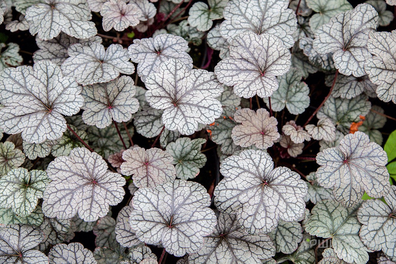 Гейхера Нозерн Икспожэ Сильвер