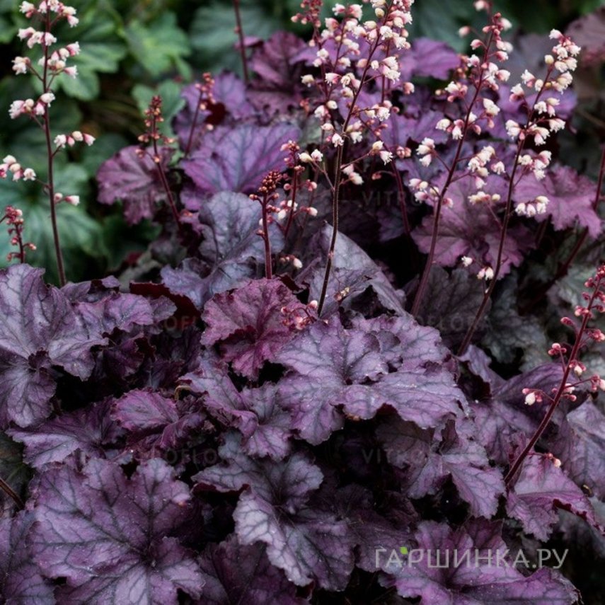 Гейхера Рекс Пепл