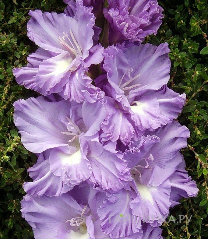 Гладиолус Адмирал Ушаков 2 шт