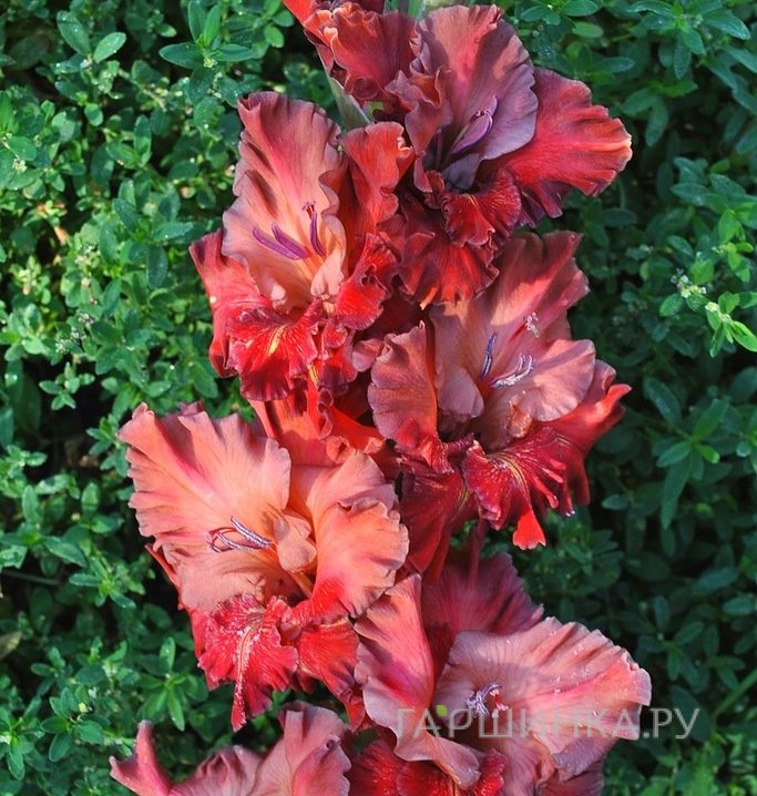 Гладиолус Агатовые Бусы