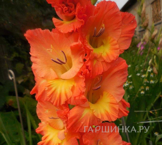 Гладиолус Апельсиновый мираж