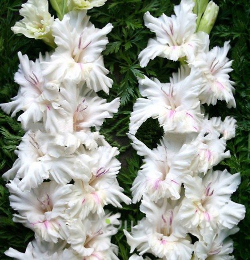 Гладиолус Апостол Петр