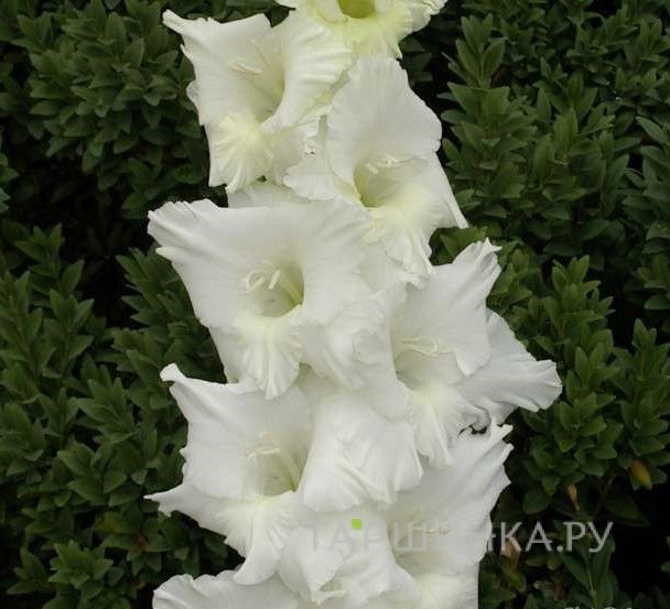 Гладиолус Балет на льду