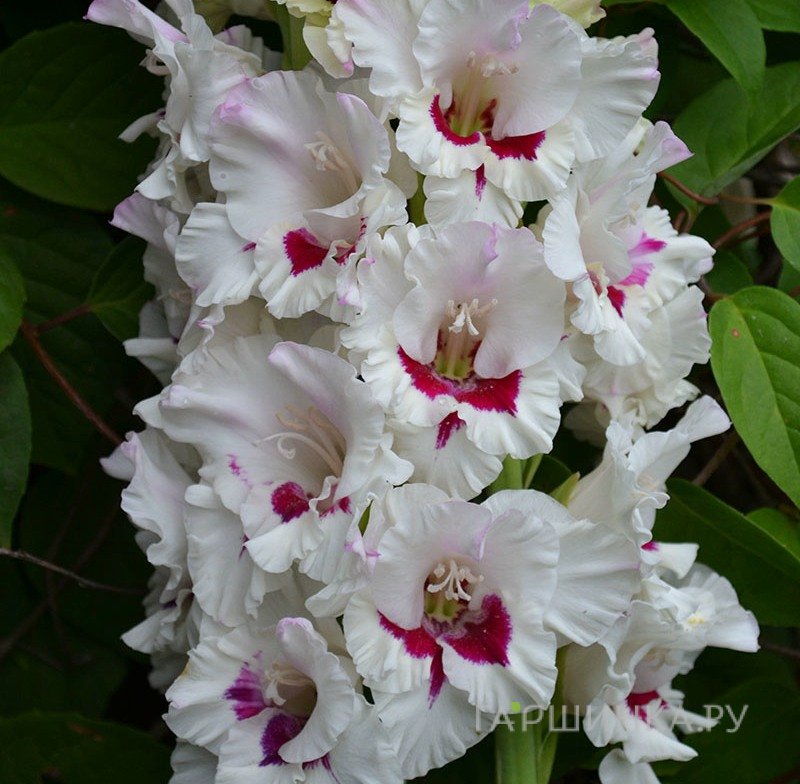 Гладиолус Барборка 2  шт