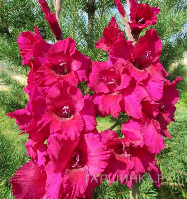 Гладиолус Бархатный кумир 2 шт