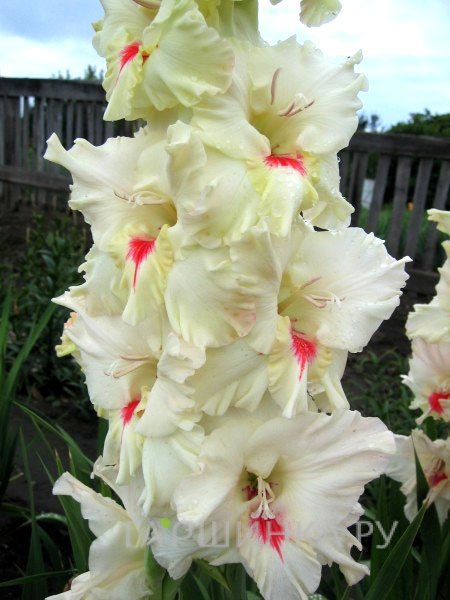 Гладиолус Беле 2 шт